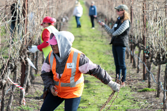 Napa County Pruning Contest 2014